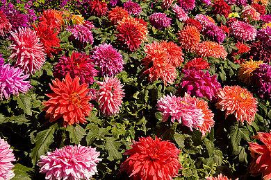 《自杀小队：战胜正义联盟》将推出小丑主题DLC